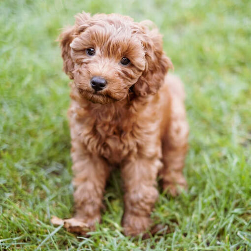 A Cavapoo