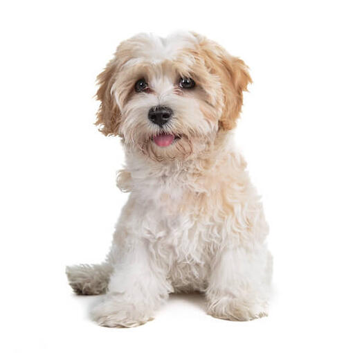 A Cavapoo