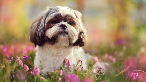 Shih Tzu
