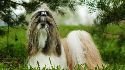 Shih Tzu