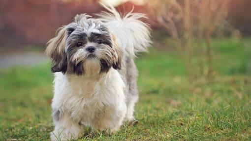 Shih Tzu