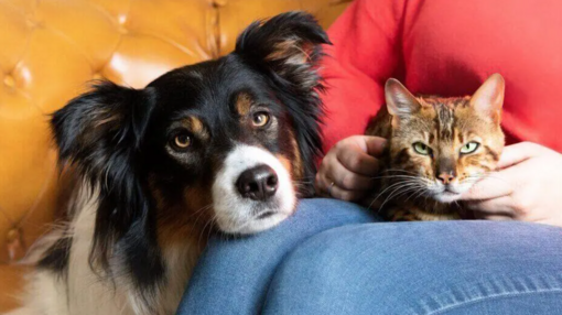 border collie és bengáli cica gazdájukkal