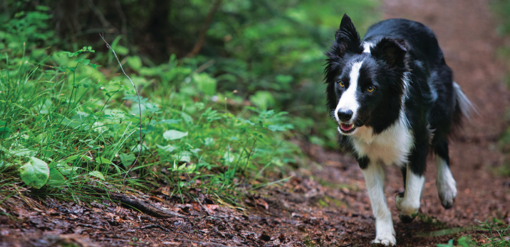 Border collie fut az erdőben