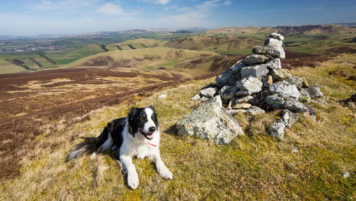 border collie kirándulás közben megpihen