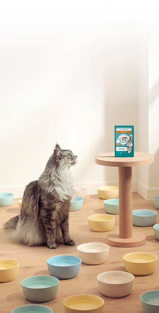 Hidratáld macskád egyszerűen a PURINA ONE HYDRALIFE segítségével