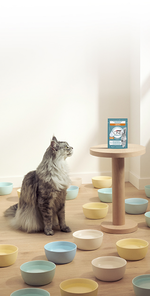 Maine coon HYDRALIFE terméket néz