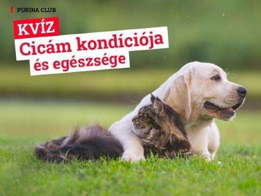 Cica kvíz PURINA kutya és macska