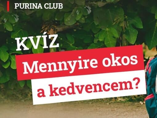 PURINA cicás kvíz mennyire okos kedvencem