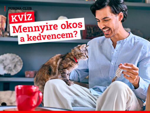 Mennyire okos kedvencem cica férfi ölében