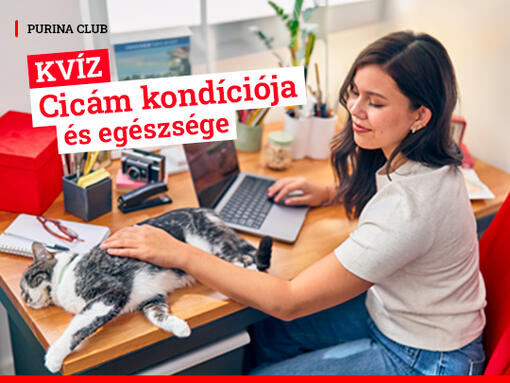 cica az íróasztalon kondíció kvíz