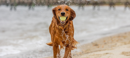 golden retriever strandon fut labdával szájában