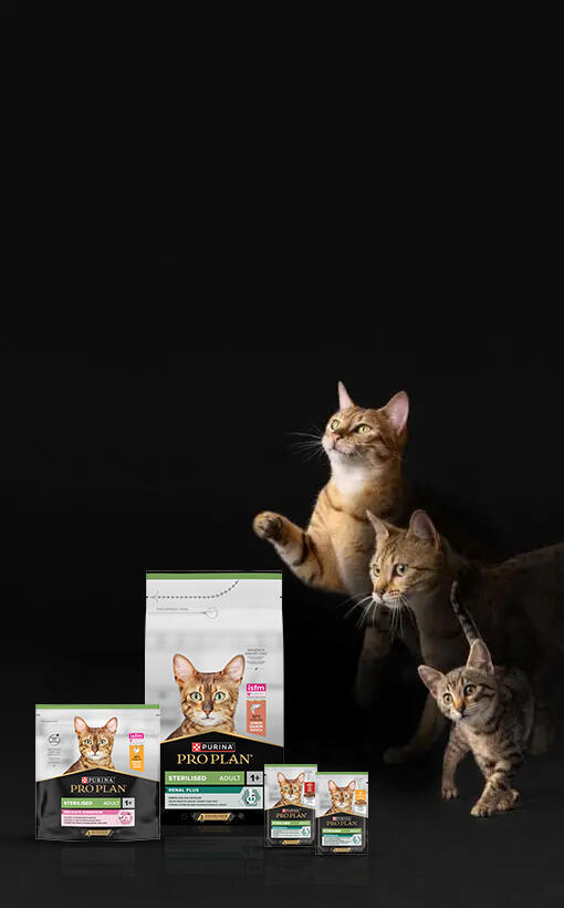 PRO PLAN kép három macska