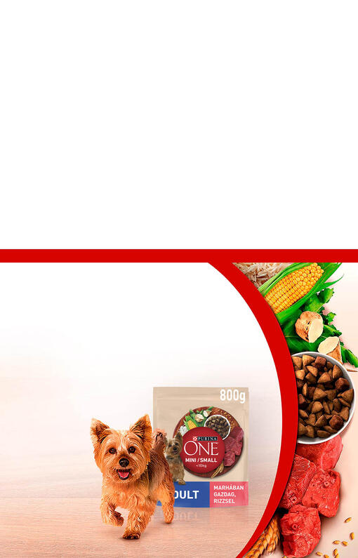 PURINA ONE kutyaeledel és yorkshire terrier