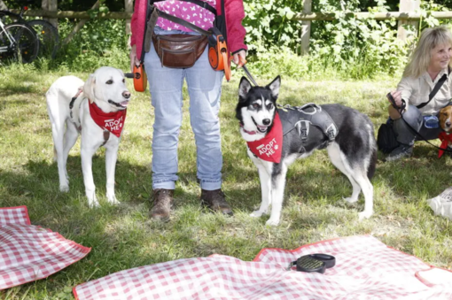 PURINA kezdeményezés parkban két husky kutya