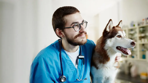 állatorvos husky kutyájával rendelőben