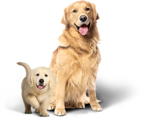 kölyök és felnőtt golden retriever kutya