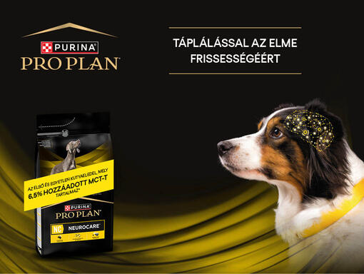 PRO PLAN Neurocare termékfotó és kutya
