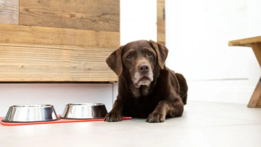 idős labrador tálkák mellett figyelmesen néz