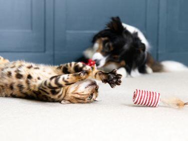 cirmos cica macskajátékkal játszik
