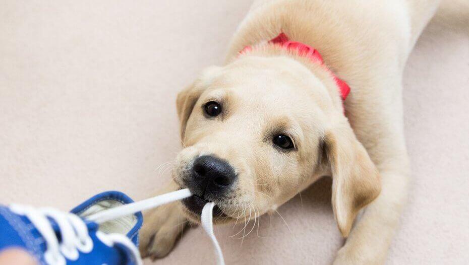 Arany -retriever kölyökkutya rágó a cipőcsipkén Arany -retriever kölyökkutya rágó a cipőcsipkén