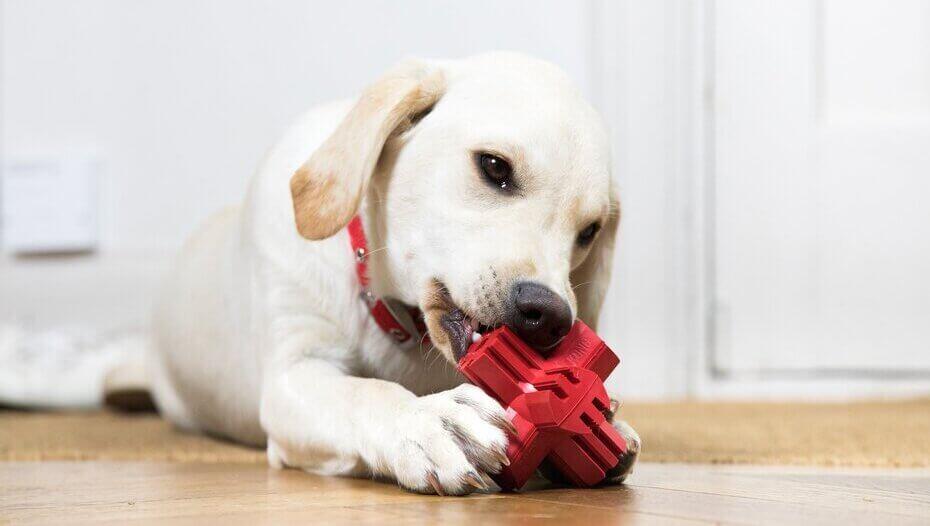labrador piros játékkal játszik labrador piros játékkal játszik