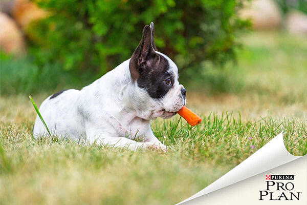 francia bulldog fűben fekszik szájában répával francia bulldog fűben fekszik szájában répával