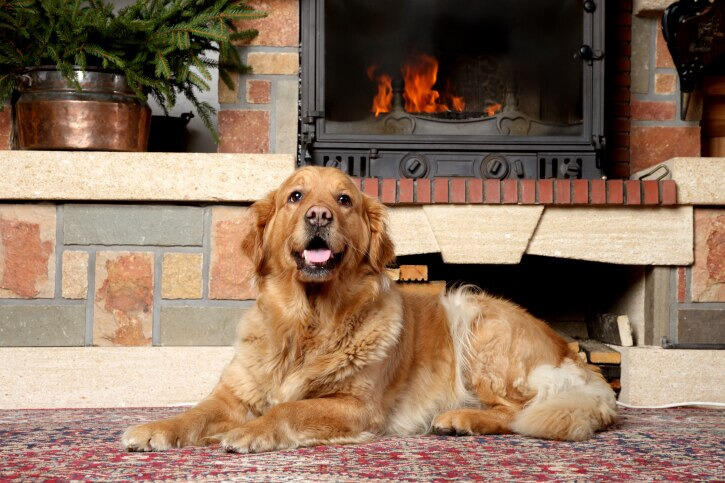 golden retriever kutya kandalló előtt fekszik golden retriever kutya kandalló előtt fekszik