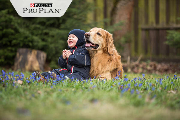 boldog baba és golden retriever együtt boldog baba és golden retriever együtt