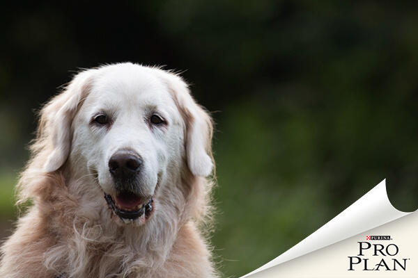 idős golden retriever kutya idős golden retriever kutya