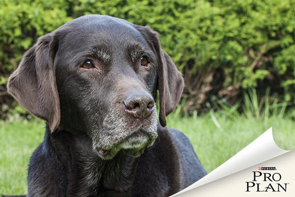 idős ősz csokibarna labrador idős ősz csokibarna labrador