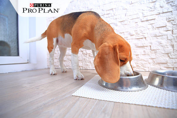 beagle kutya fém tálból eszik beagle kutya fém tálból eszik