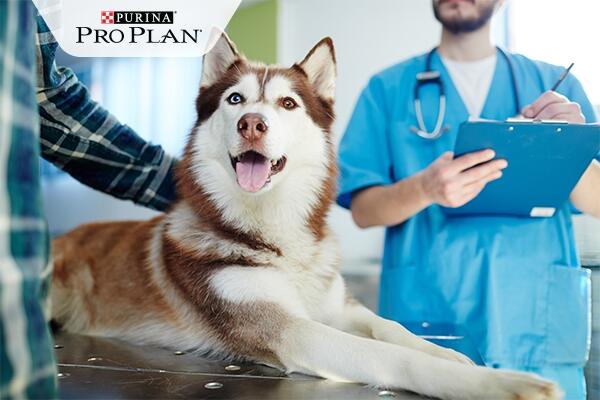 husky kutya gazdájával az állatorvosnál husky kutya gazdájával az állatorvosnál