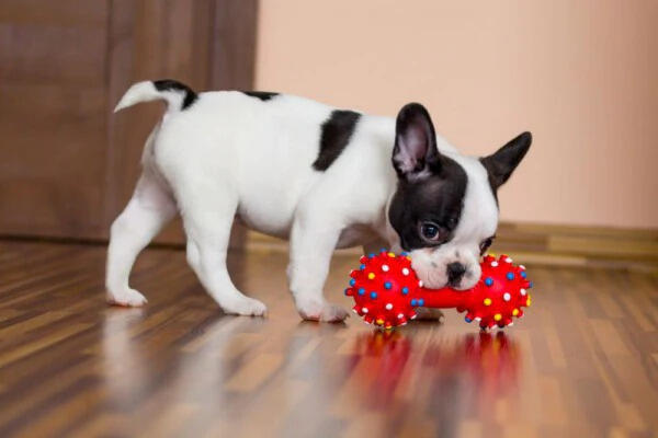 francia bulldog kölyökkutya kutyajátékkal a szájában francia bulldog kölyökkutya kutyajátékkal a szájában