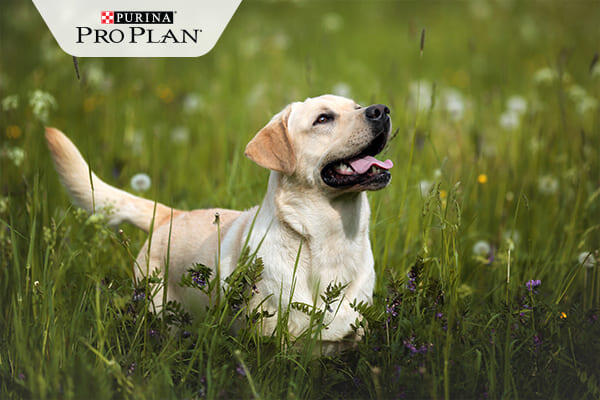 labrador figyelmesen néz felfelé nagy fűben labrador figyelmesen néz felfelé nagy fűben