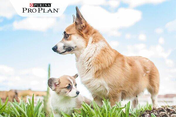 Corgi kutya kölykével Corgi kutya kölykével
