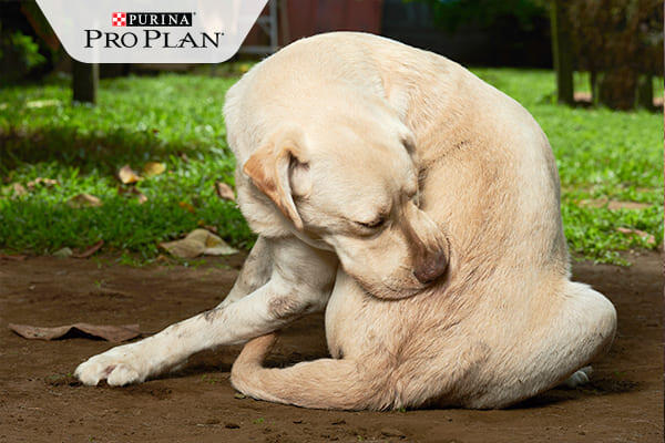 labrador vakarja a hátát labrador vakarja a hátát