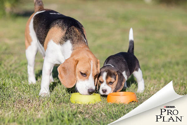 felnőtt és kölyök beagle eledelt esznek felnőtt és kölyök beagle eledelt esznek