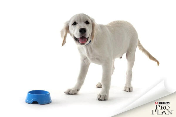 labrador kölyök etetőtál mellett farokcsóválva labrador kölyök etetőtál mellett farokcsóválva