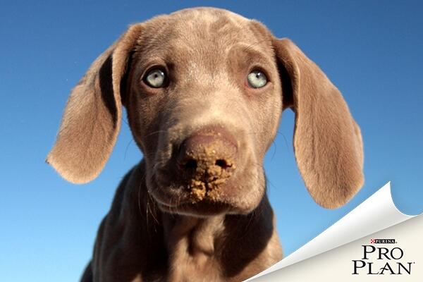 weimari vizsla kékeszöld szemmel közeli kép weimari vizsla kékeszöld szemmel közeli kép