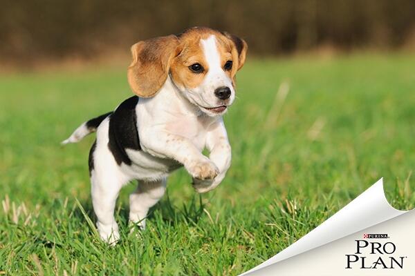 kölyök beagle fut a fűben kölyök beagle fut a fűben