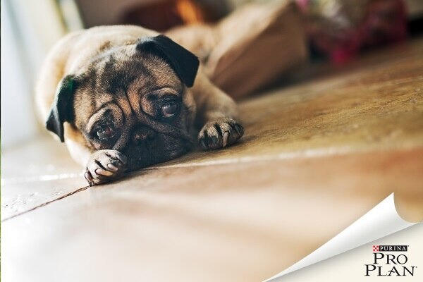 Mopsz Mopsz
