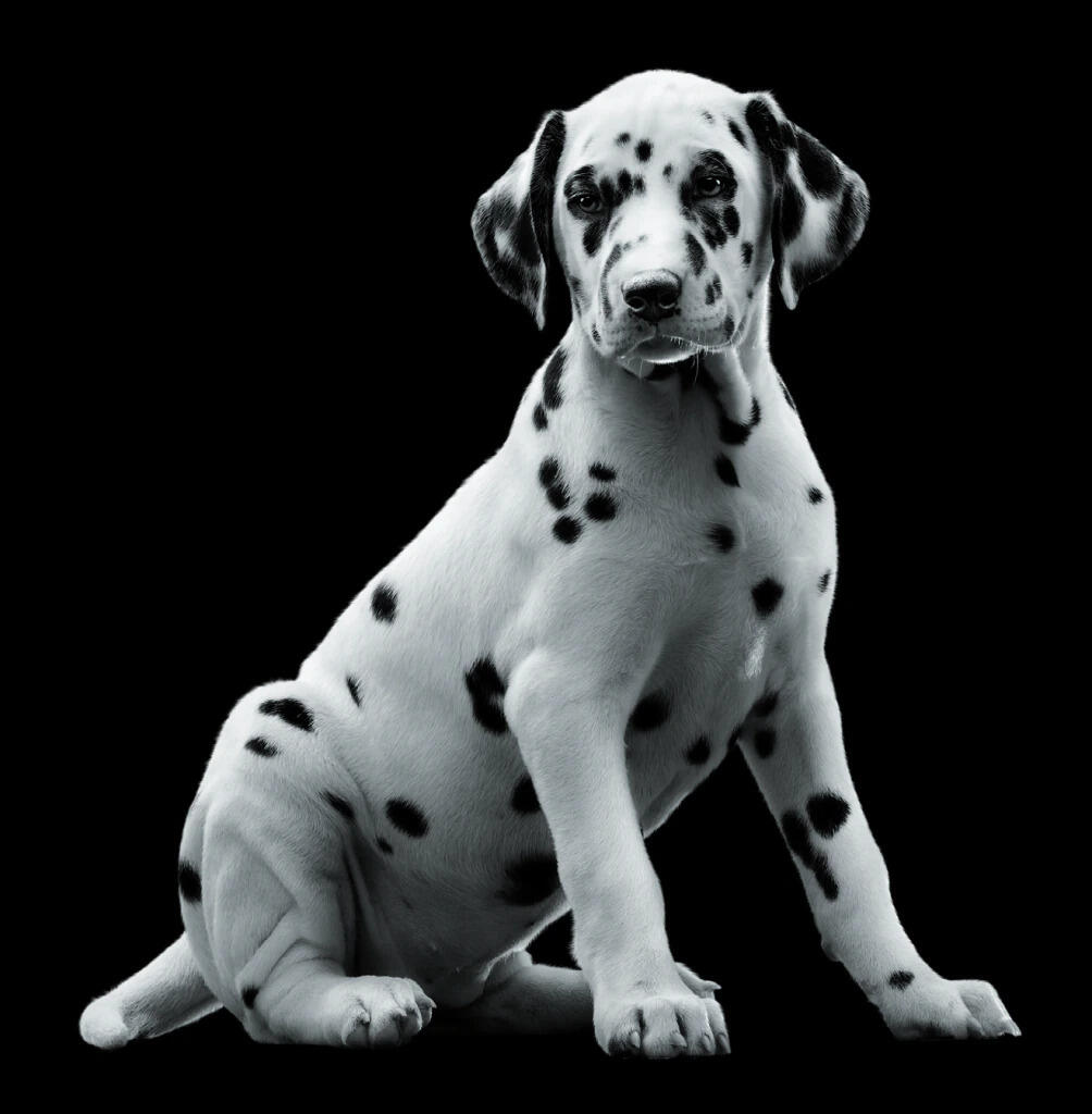 Dalmata ül Dalmata ül