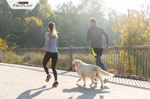 fiatal pár golden retrieverrel fut fiatal pár golden retrieverrel fut