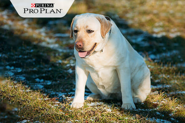 túlsúlyos labrador leül pihenni séta közben túlsúlyos labrador leül pihenni séta közben