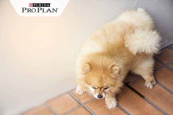 Pomerániai törpespitz megjelöli a falat Pomerániai törpespitz megjelöli a falat