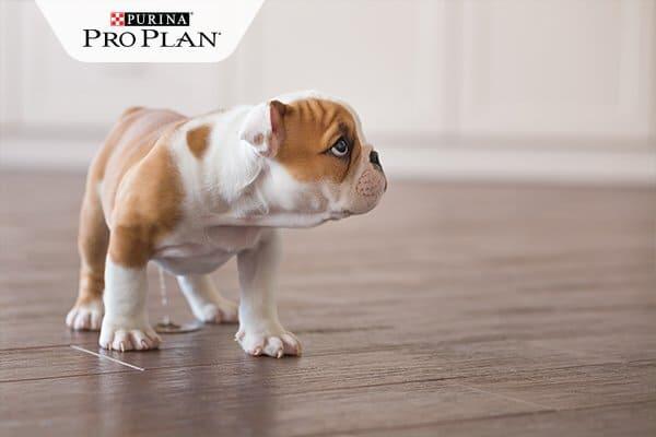 Kölyök bulldog a padlóra pisil Kölyök bulldog a padlóra pisil