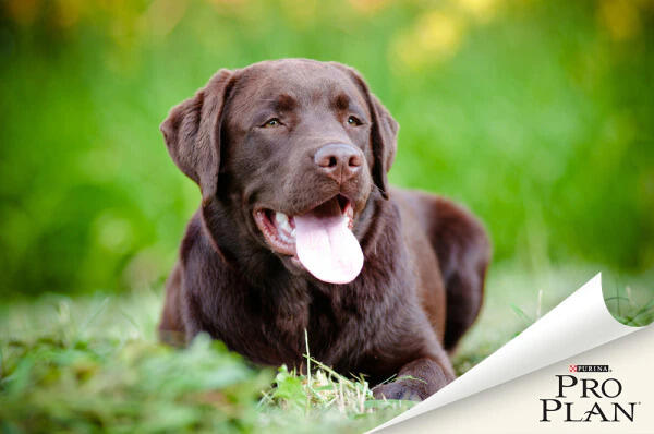 Csokoládébarna labrador fekszik fűben és liheg Csokoládébarna labrador fekszik fűben és liheg