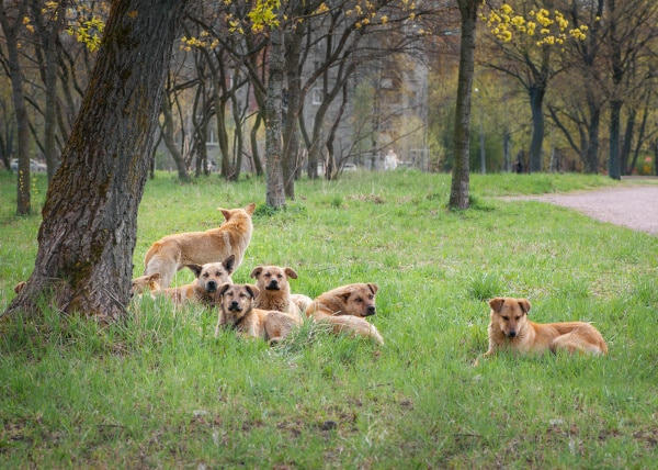 Keverék kutyafalka a fűben út mellett Keverék kutyafalka a fűben út mellett