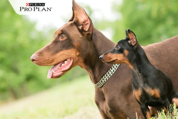 Felnőtt és kölyök doberman Felnőtt és kölyök doberman