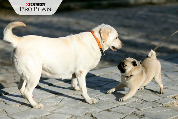 A golden retriever és a mops nézik egymást A golden retriever és a mops nézik egymást